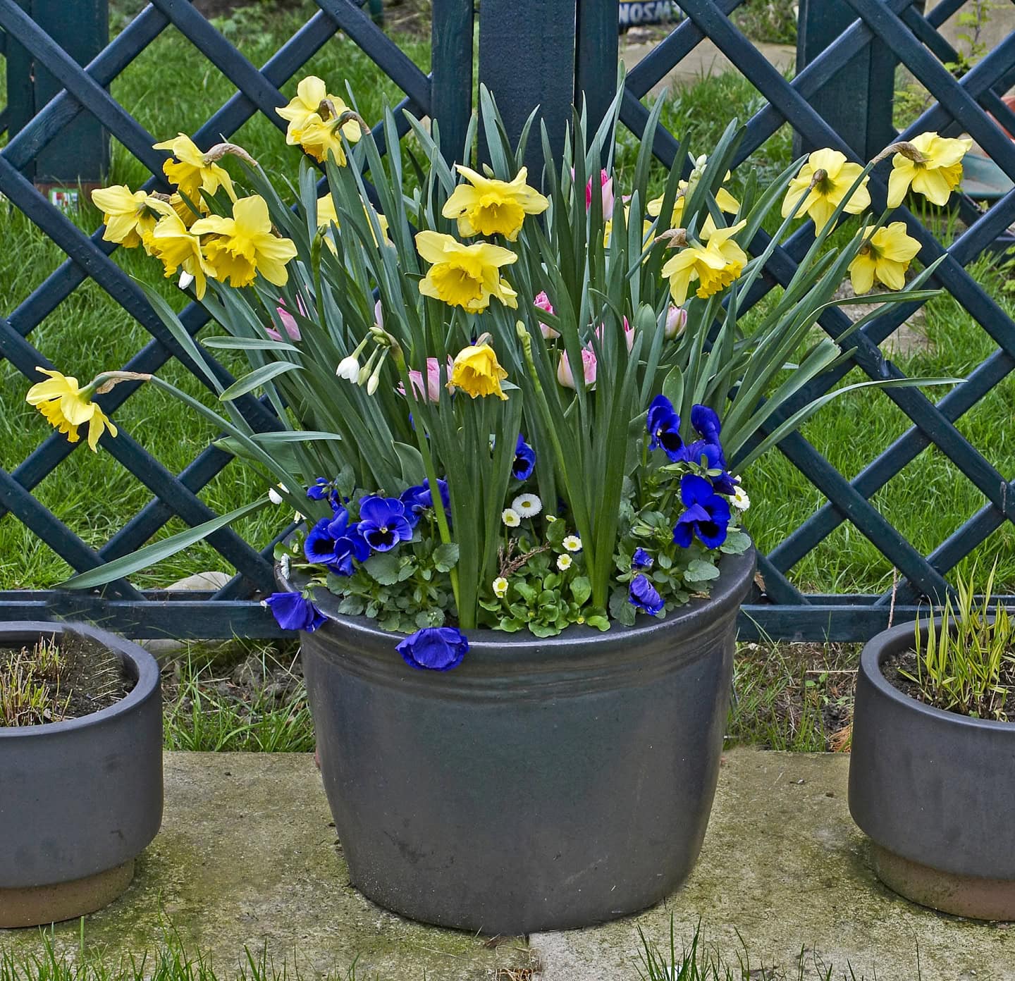 Daffodils, tulips and pansies blooming in a spring container