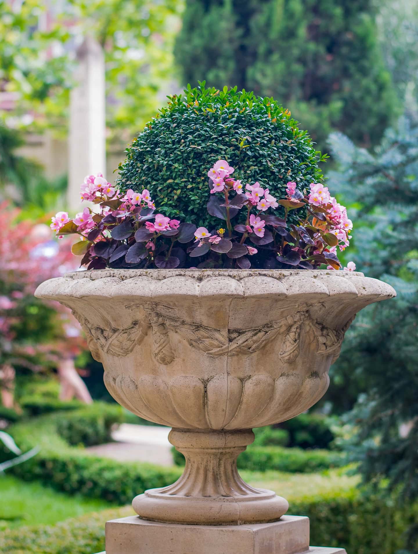 Begonias planted around a small evergreen shrub in an urn
