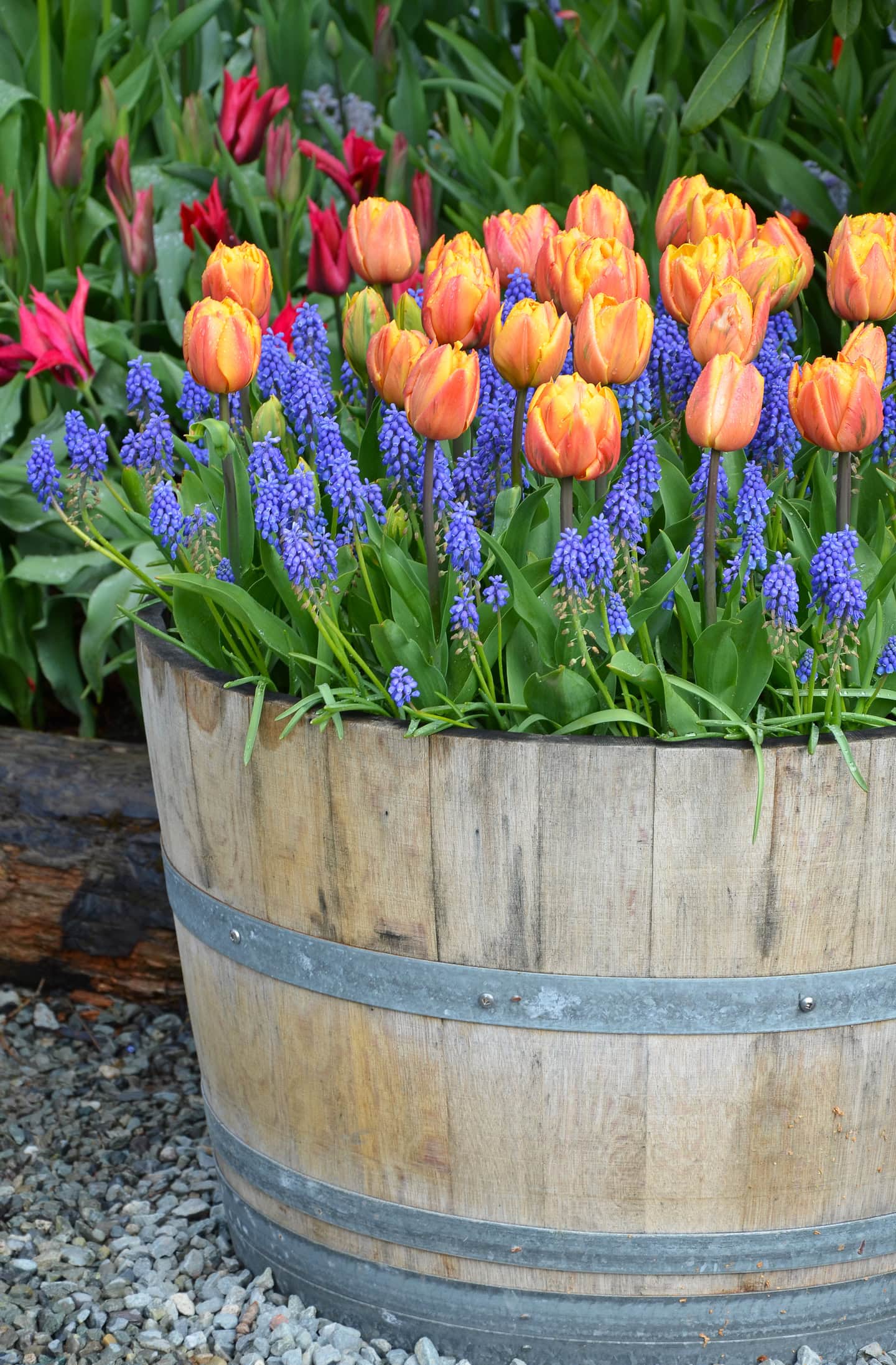 Orange tulips and purple muscari in a half wine barrel