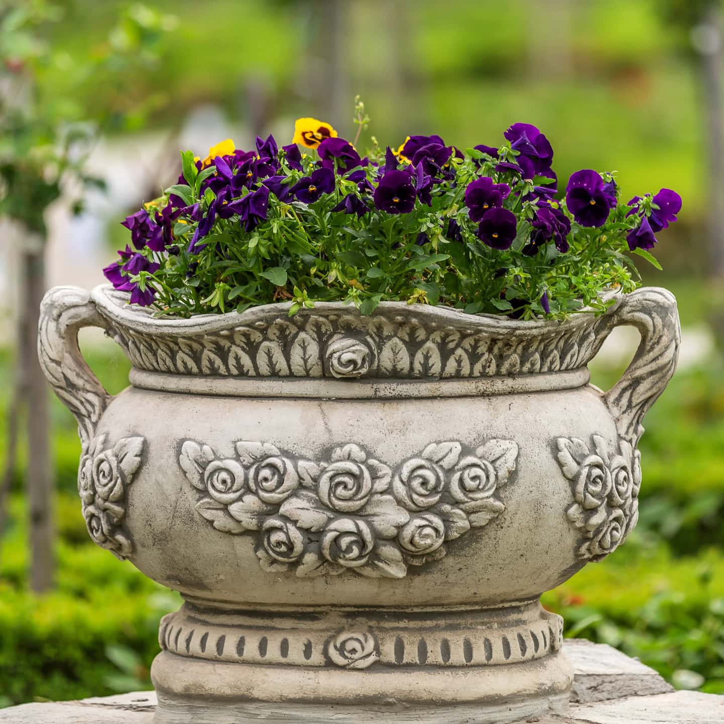 Purple and yellow violas blooming in a spring planter