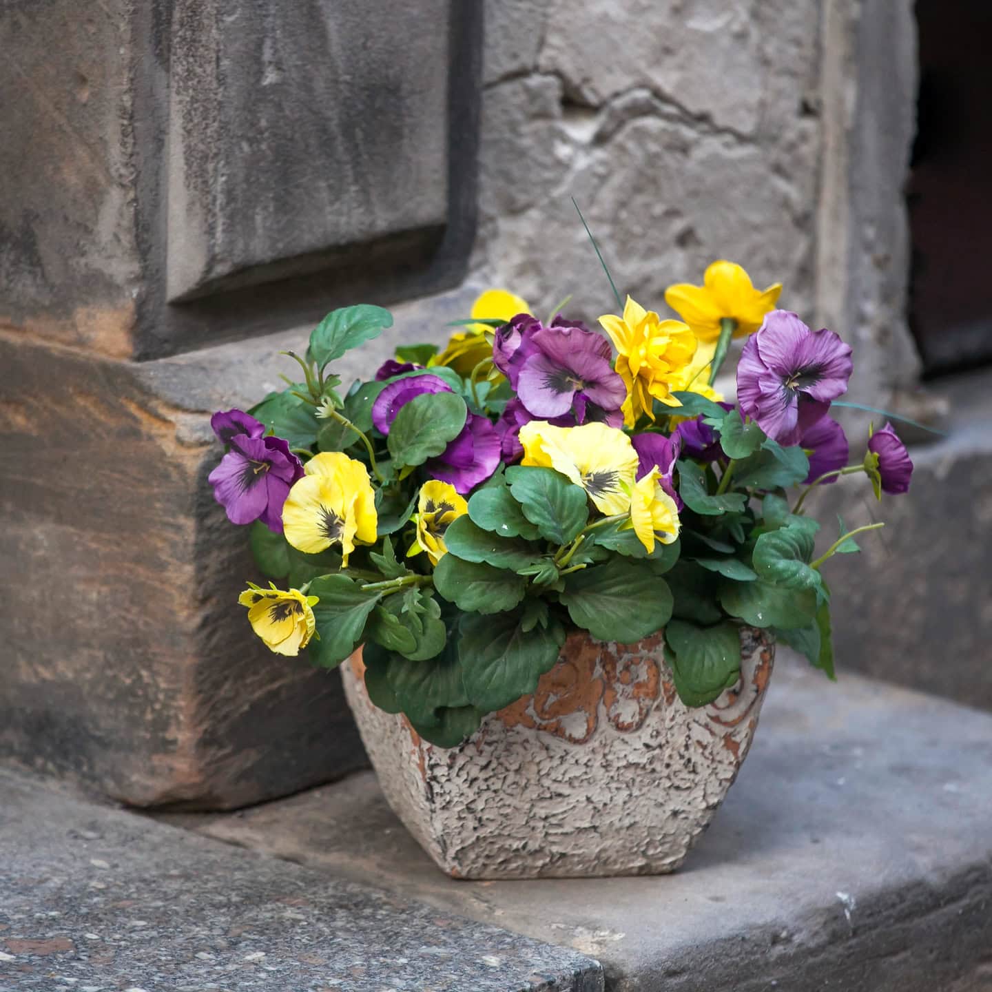 Purple and yellow pansies blooming in a small spring planter