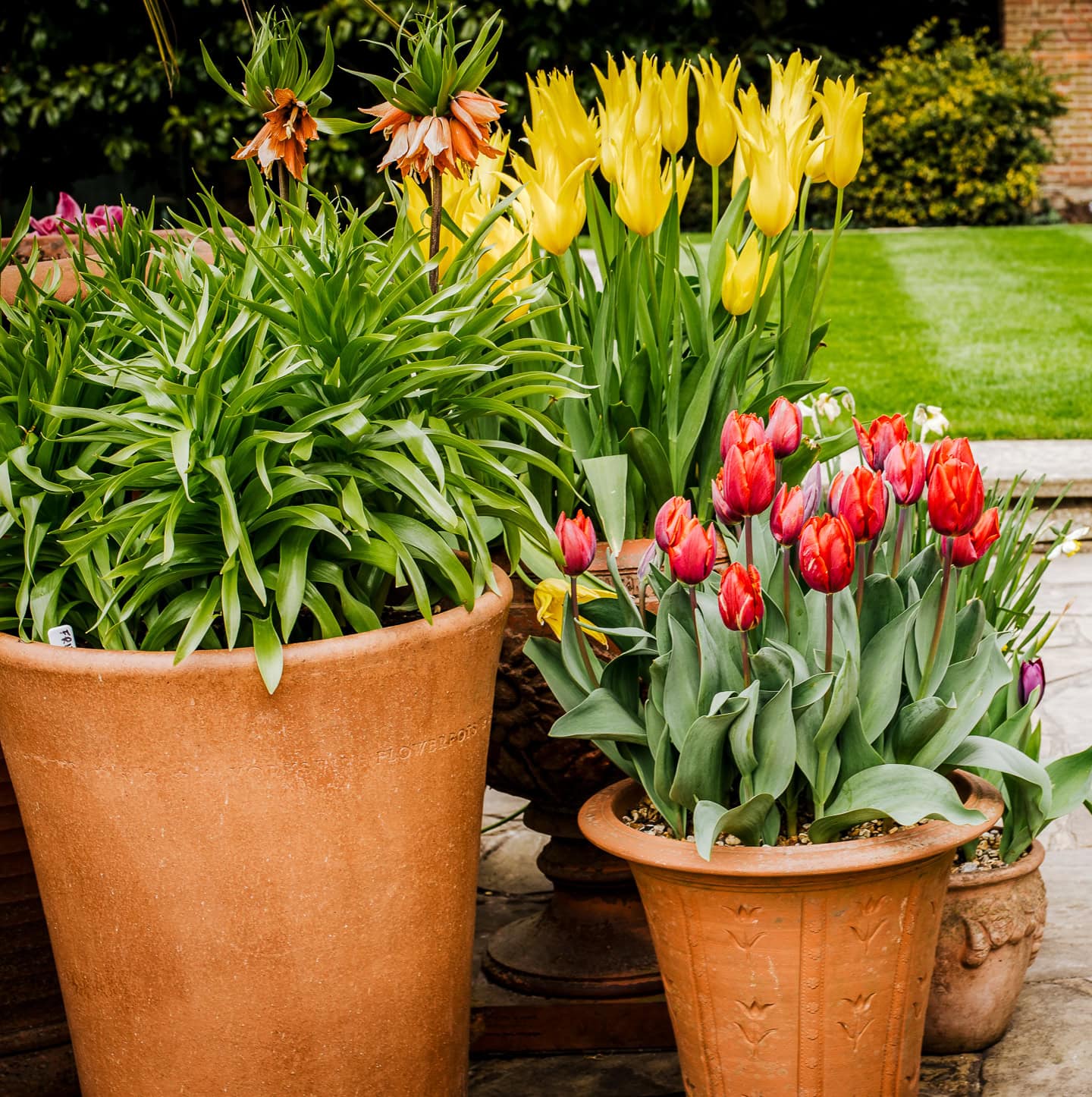 Three spring pots each with a different spring bulb blooming in it