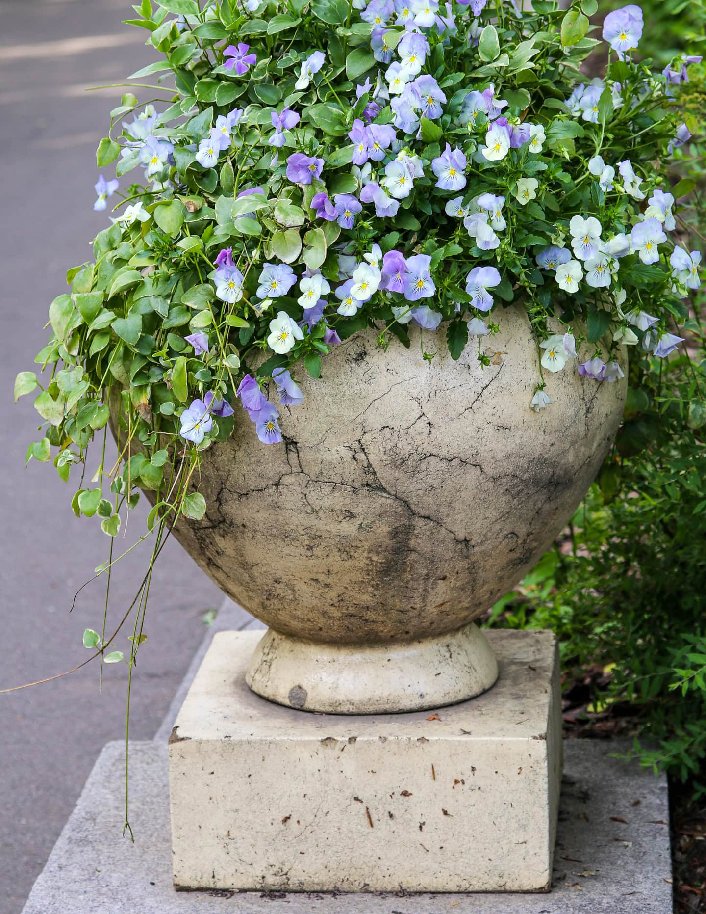 Pansies and vinca growing in a spring planter
