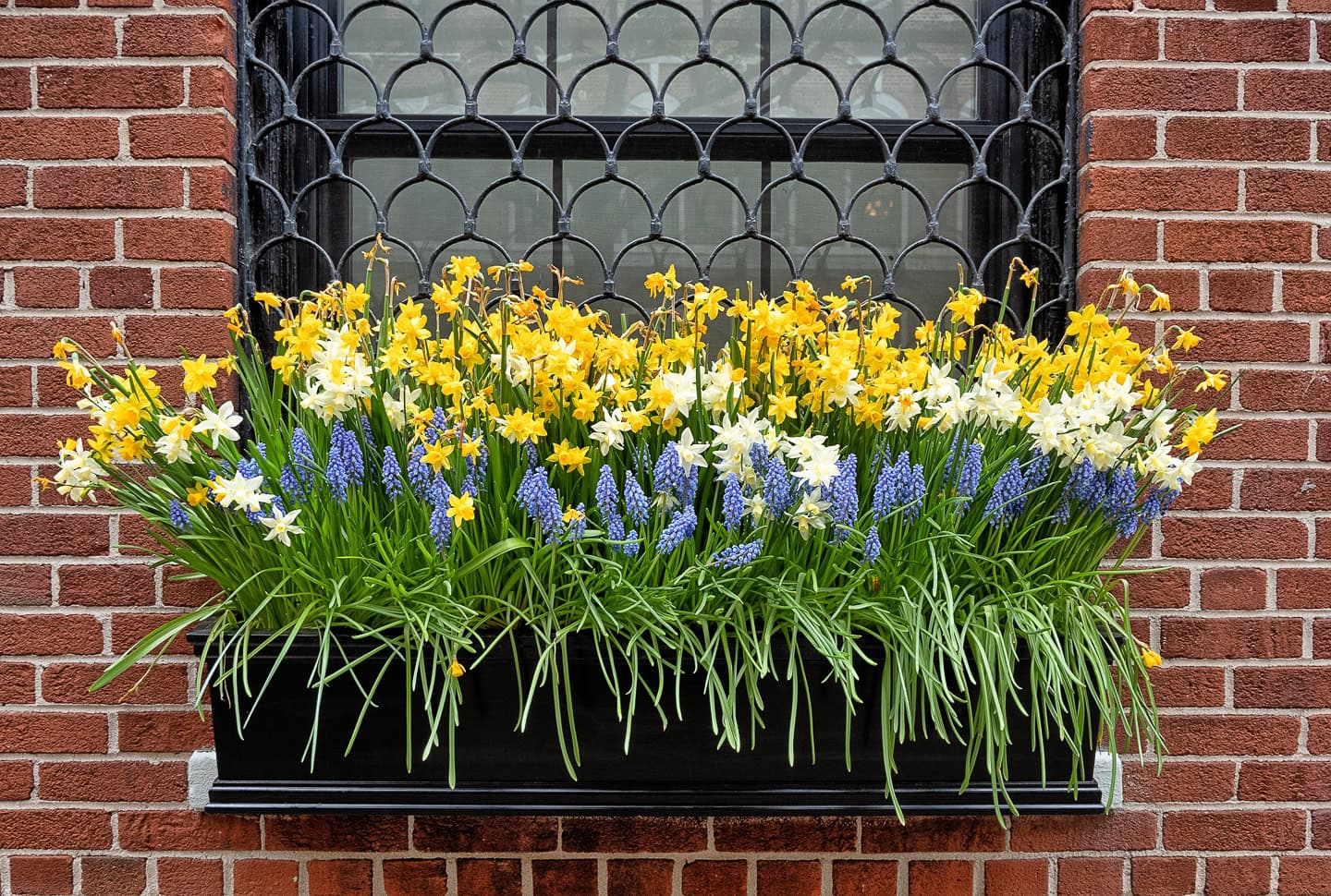 Daffodils and muscari blooming in a spring window box