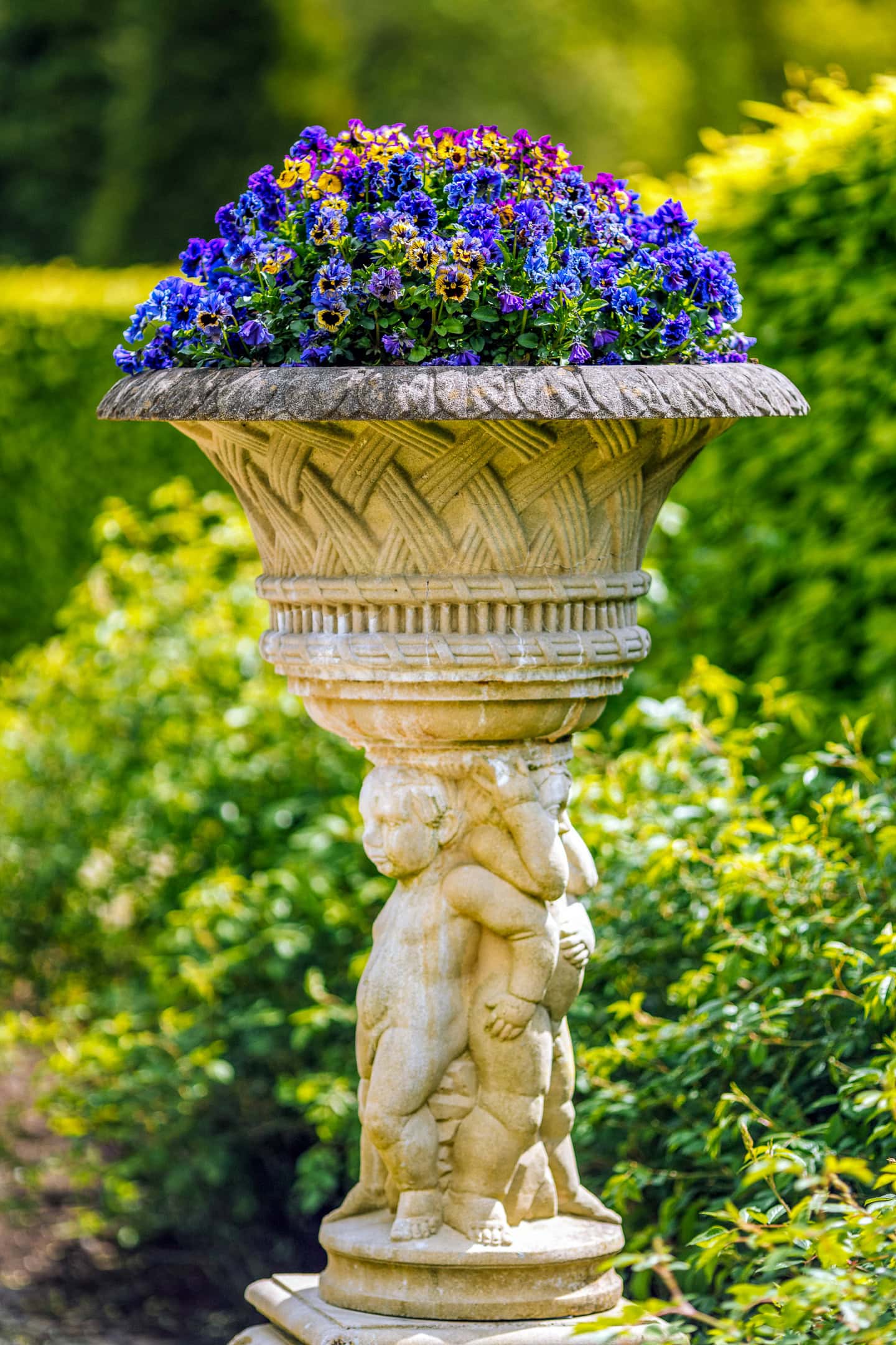 Violas blooming in a tall spring container