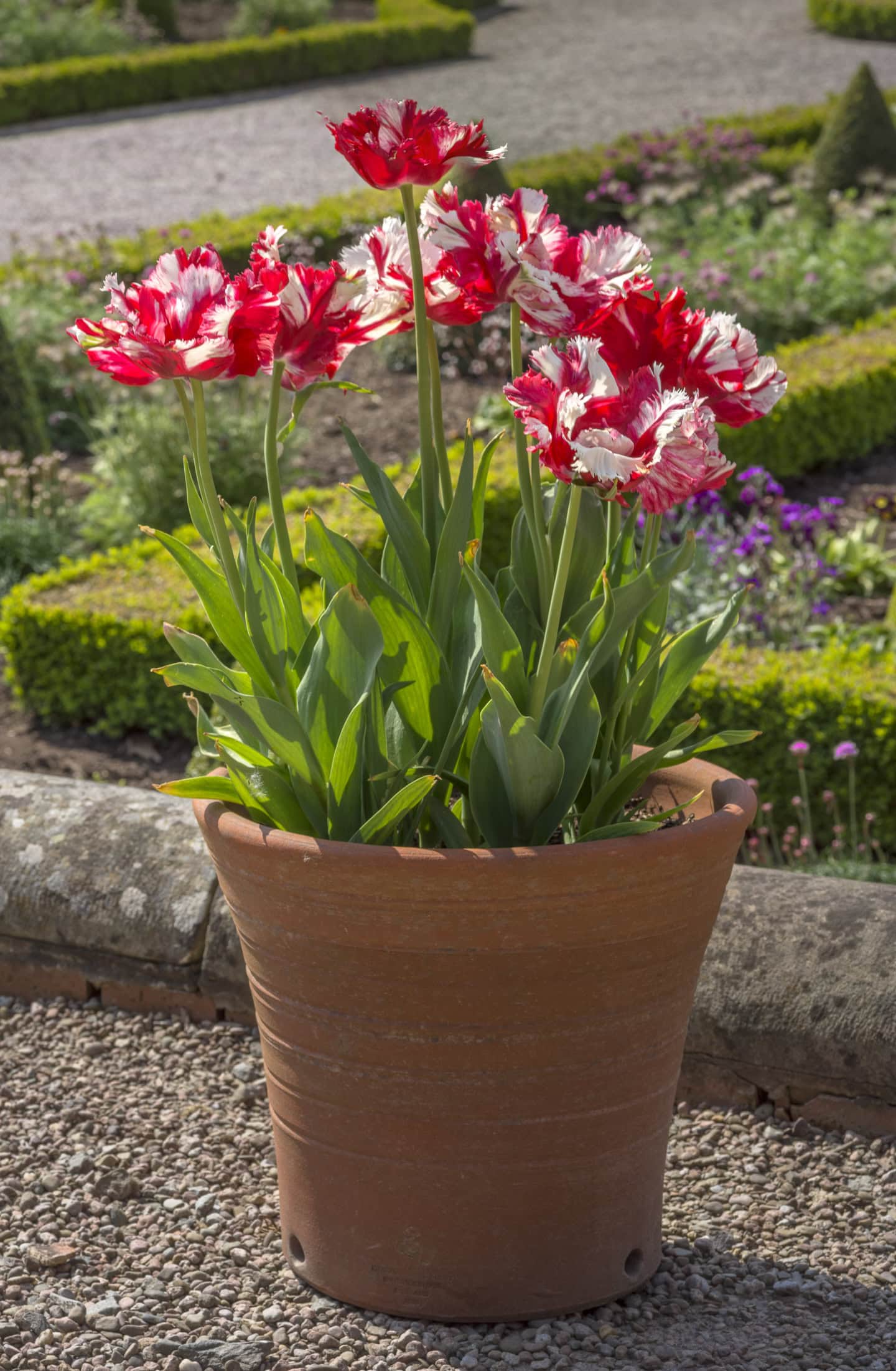 double tulips in a clay pot