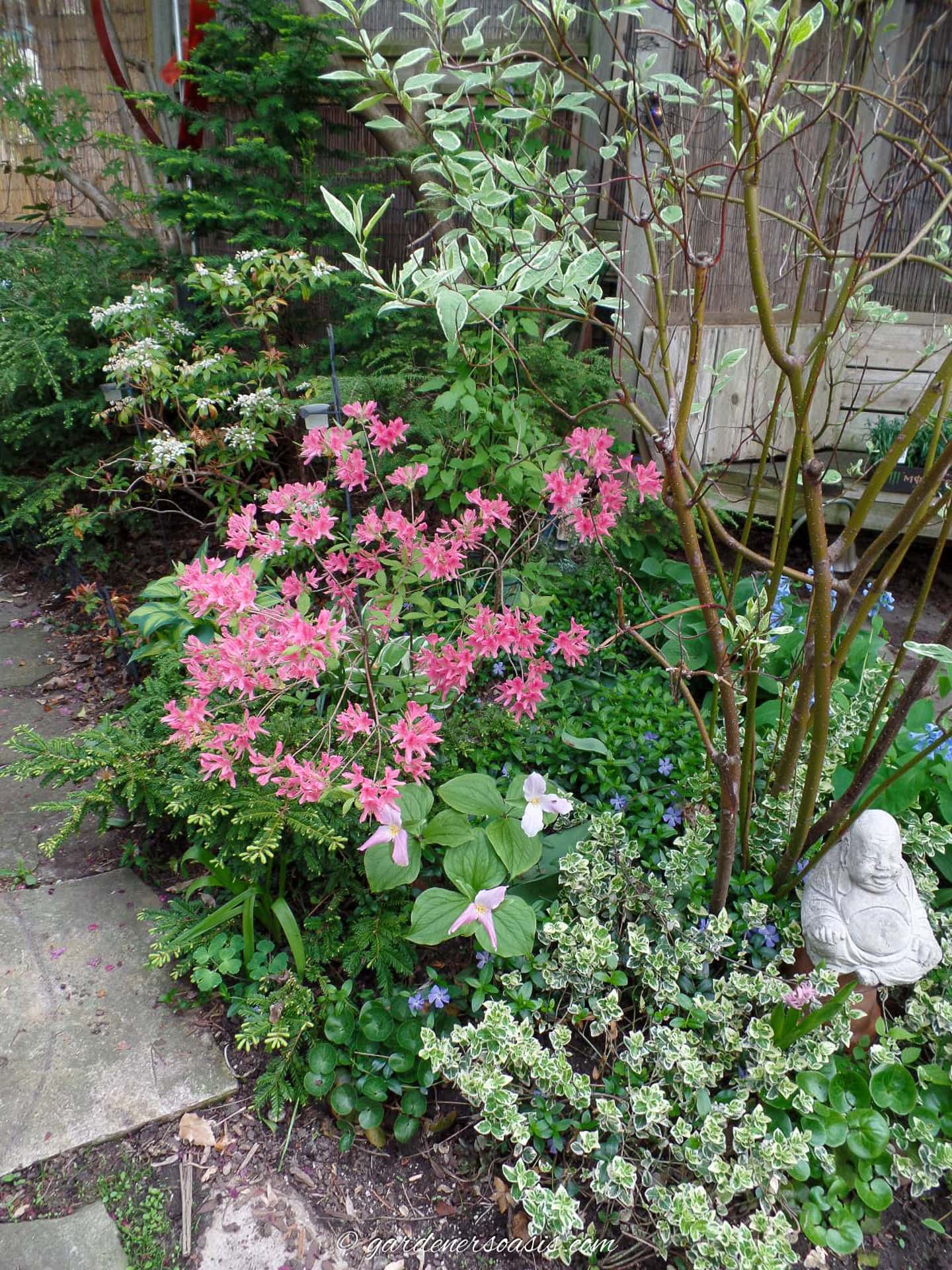 ground cover plants under shrubs