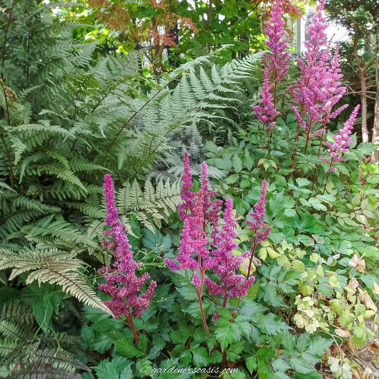astilbe and ferns growing together in a shady garden