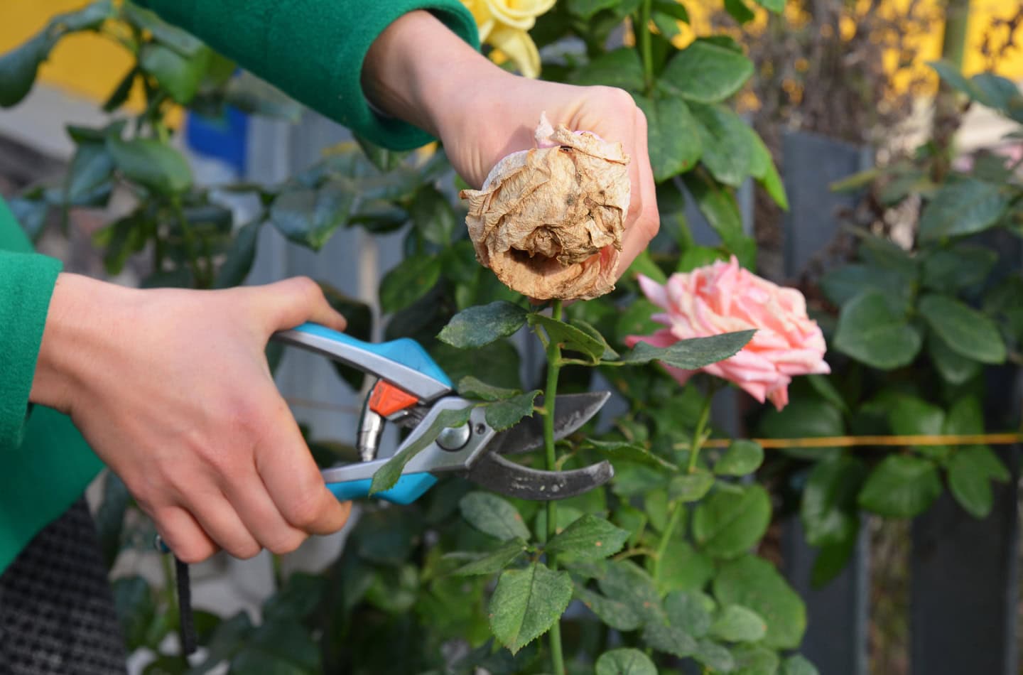 A woman deadheading a spent rose bloom