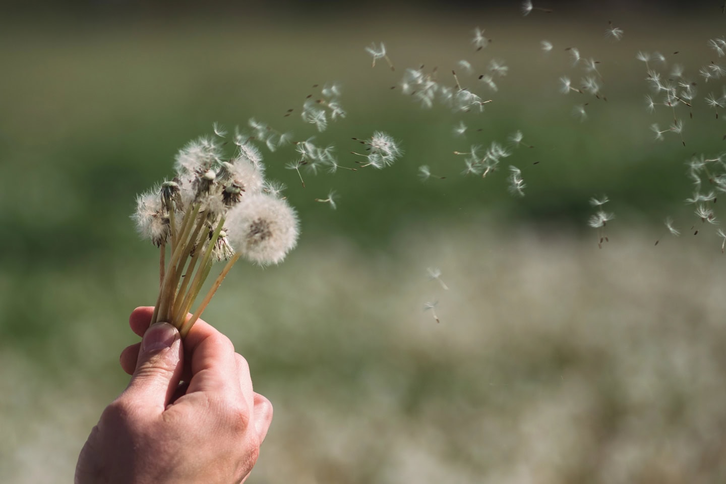 Dandelion seed head being held
