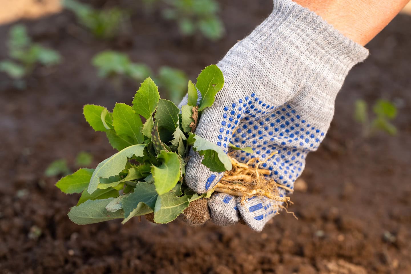 a gloved hand holding a weed with roots attached