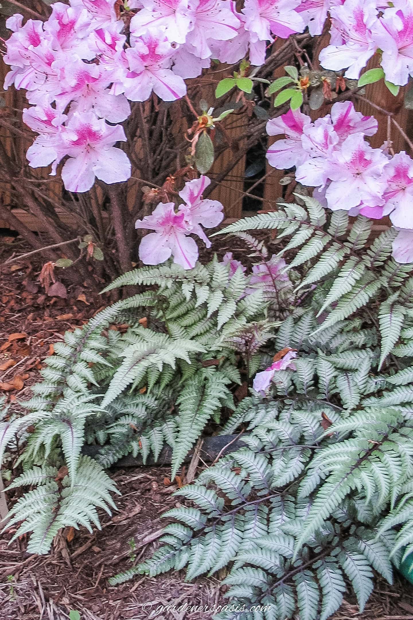 Japanese Painted Ferns growing under an Encore azalea