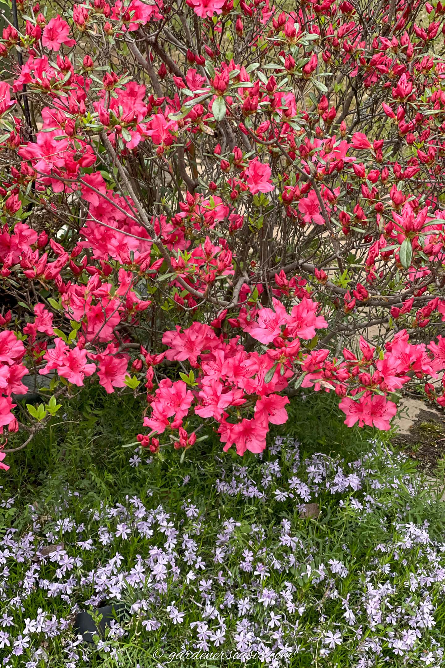 A deciduous Azalea with creeping Phlox growing beneath it