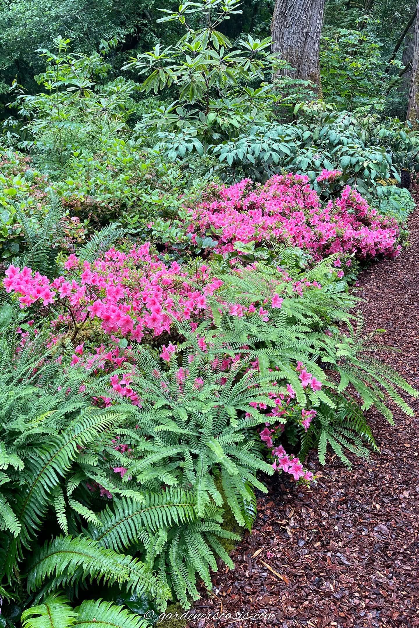 Deer ferns growing with Azaleas
