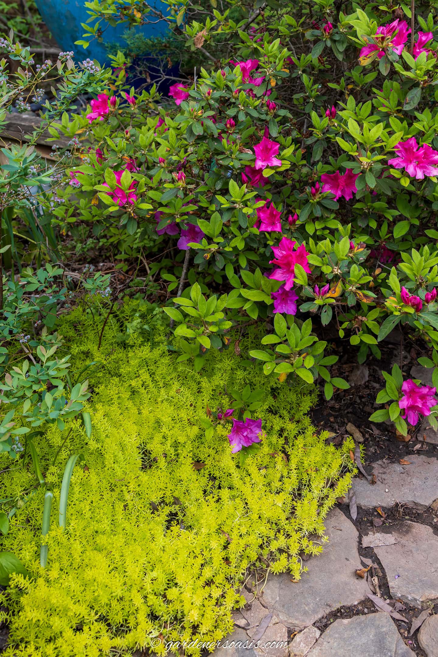 Lemon coral sedum growing under a pink Azalea bush