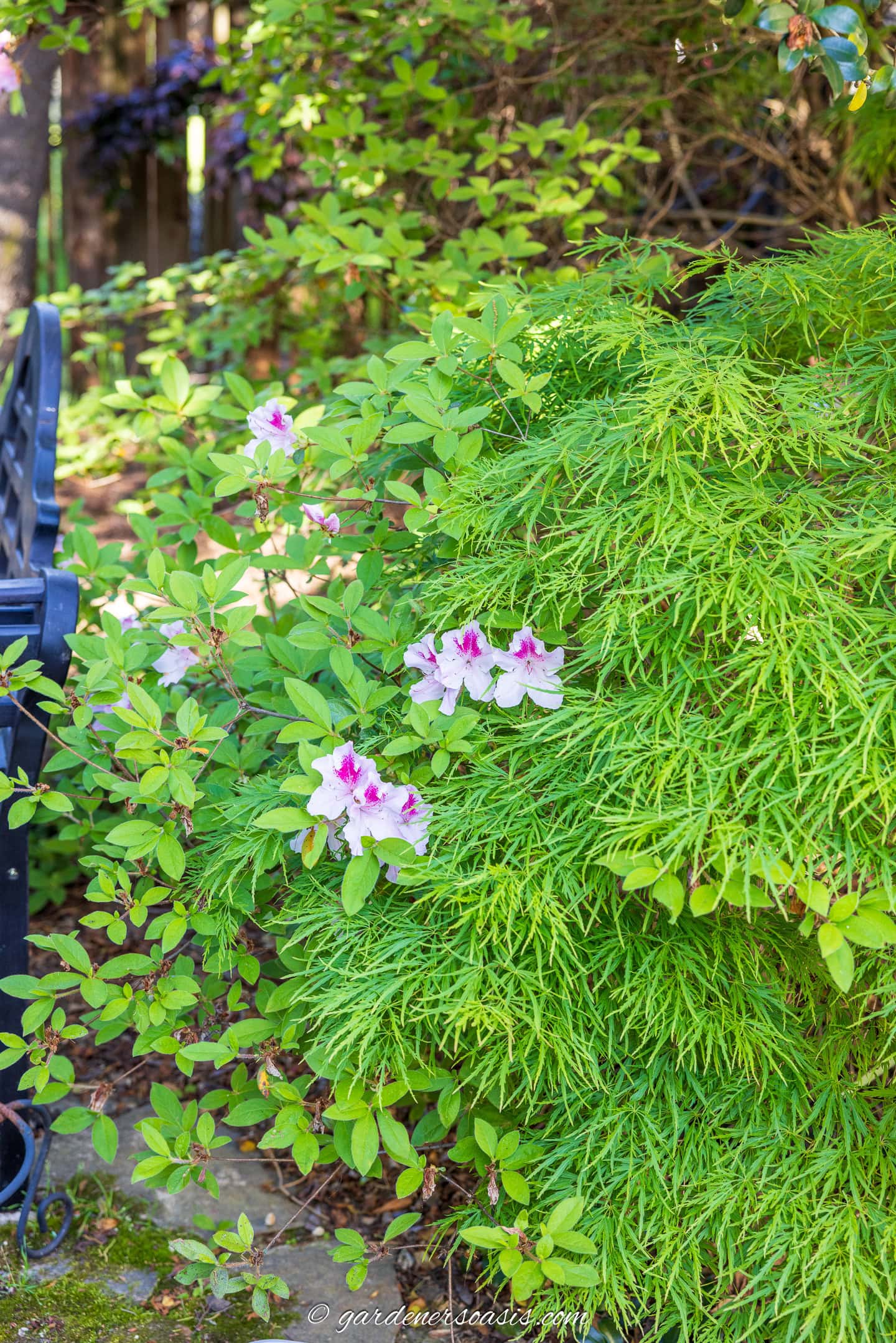 An Encore Azalea growing through a green Japanese maple