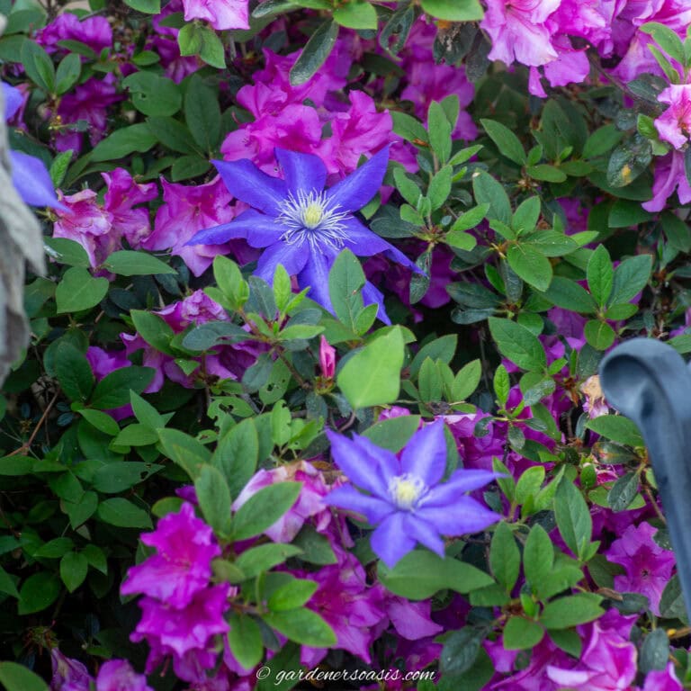 Close up of a purple Clematis growing through a pink Encore Azalea