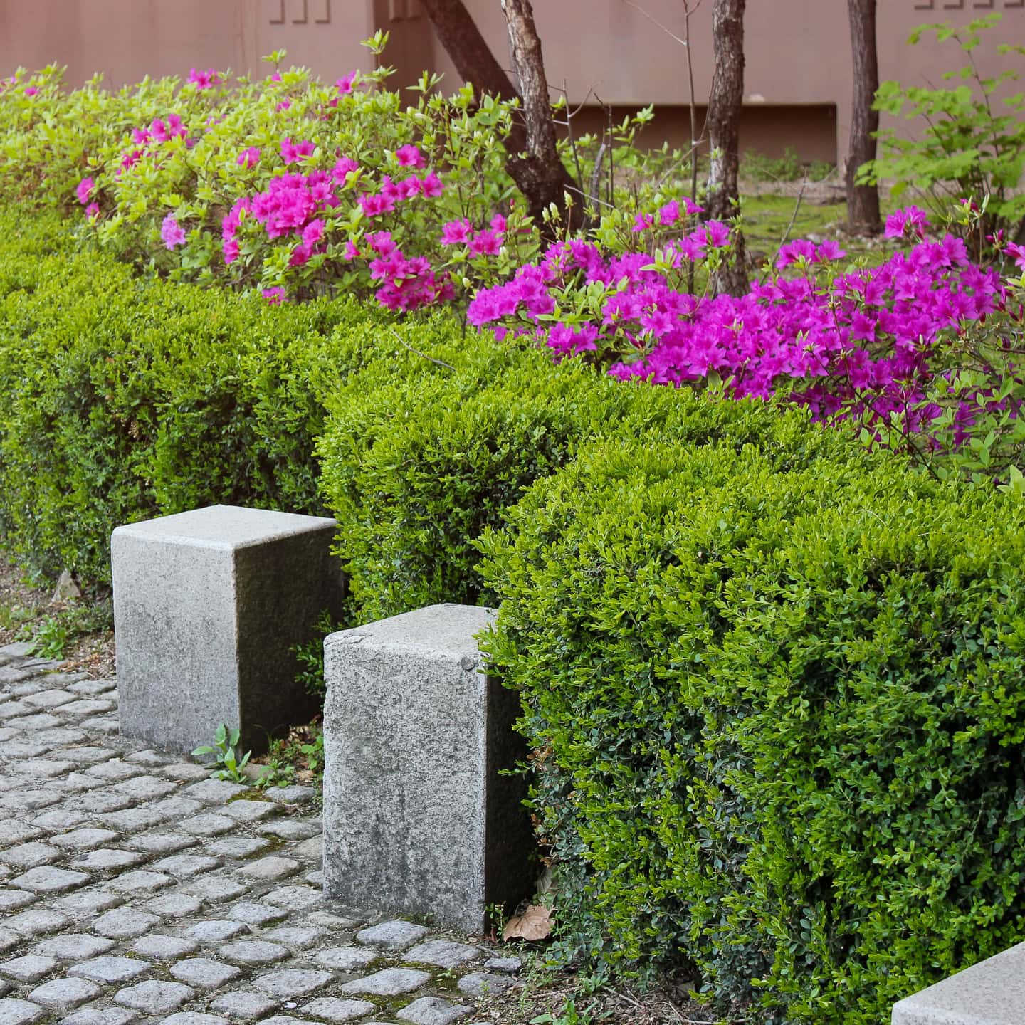 Azaleas blooming inside a boxwood hedge