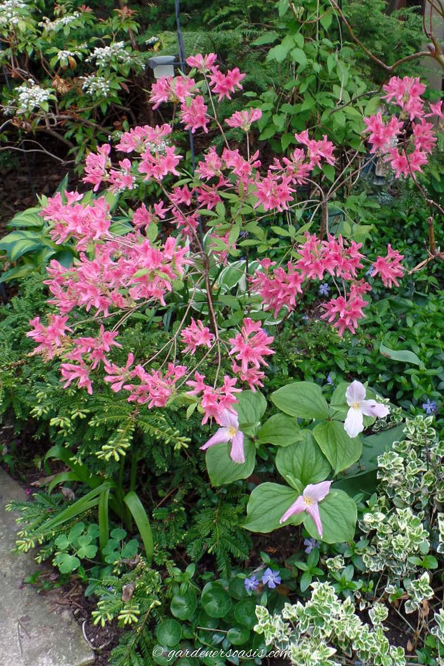 Trilliums growing beside a pink Azalea