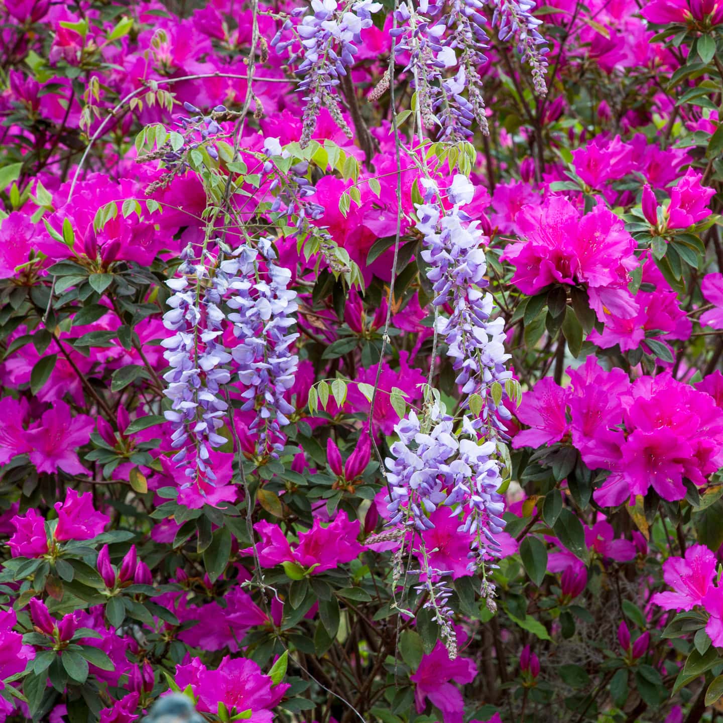 Azaleas and wisteria blooming in the spring