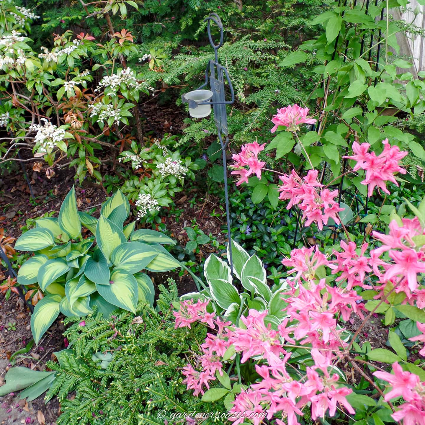 A pink Azalea growing with Hostas and evergreen yew ground cover
