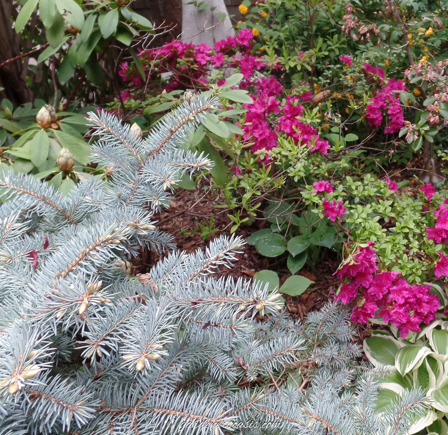 A blue needled evergreen growing beside a bright pink Azalea