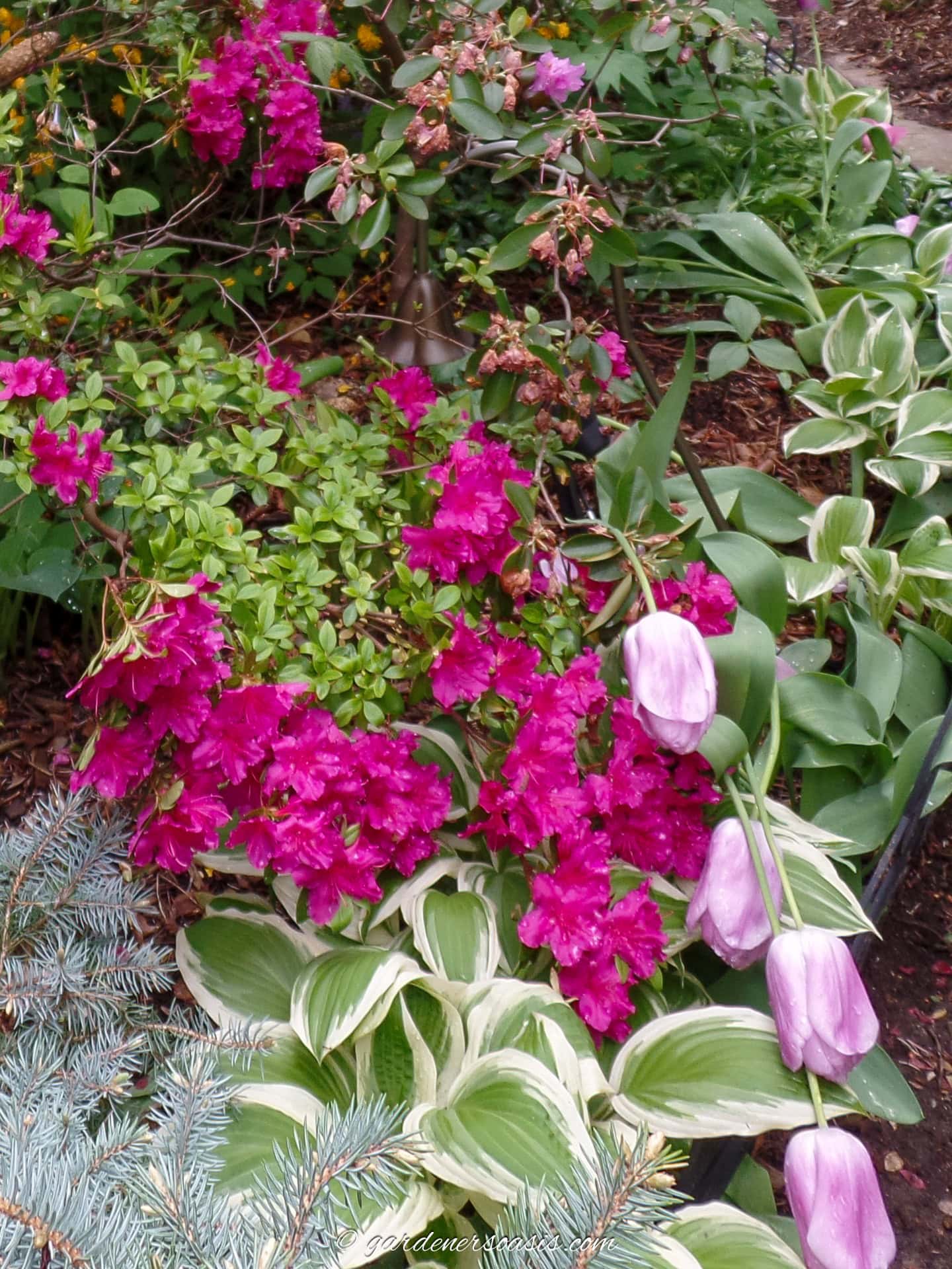 A bright pink Azalea growing with light pink tulips and Hostas