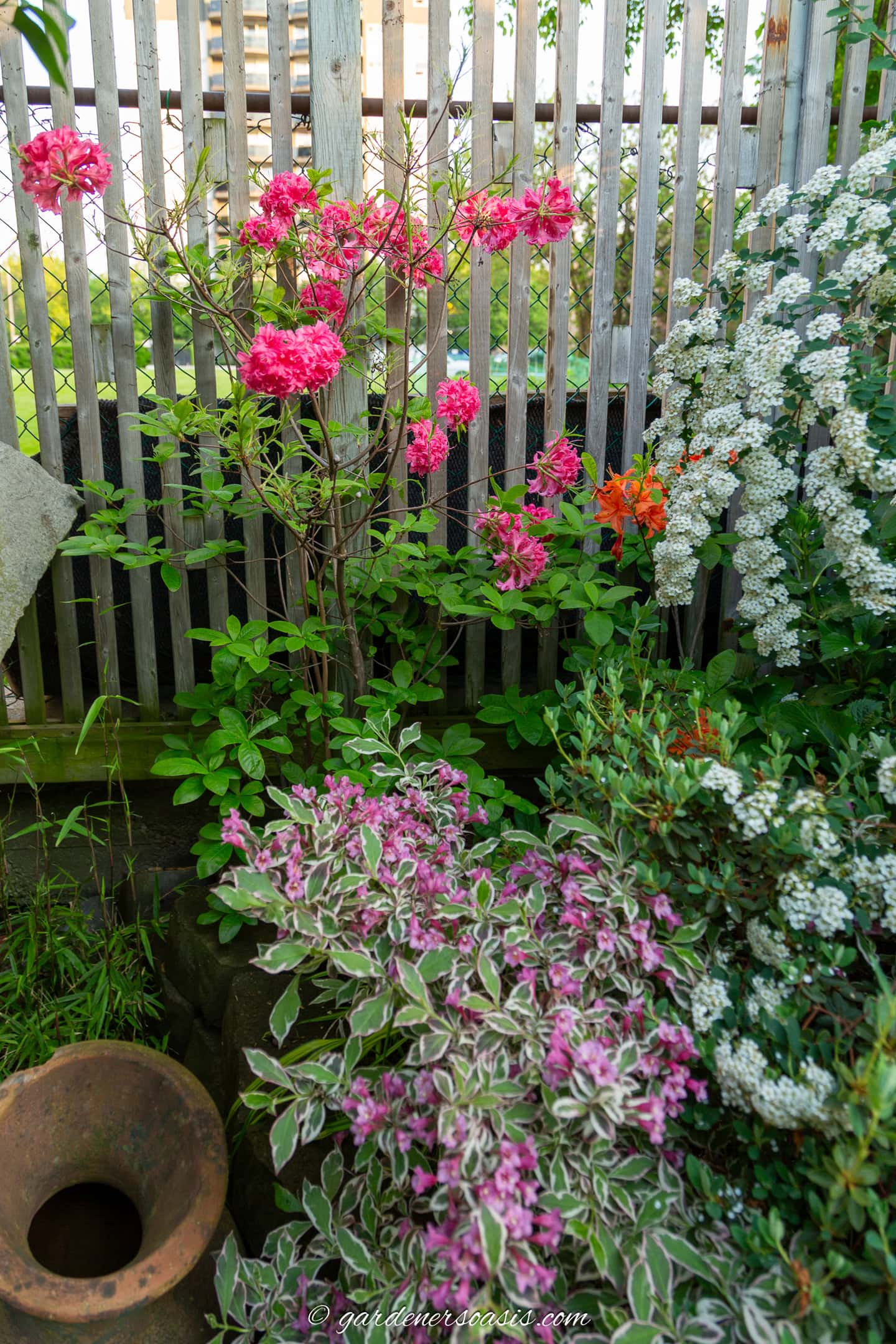 A pink azalea blooming beside an orange azalea, a pink Weigela and white bridal wreath Spiraea