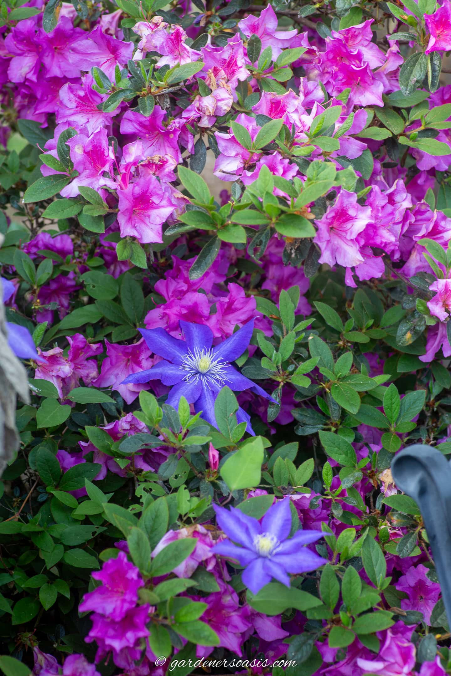 A purple Clematis growing up through a pink Encore Azalea