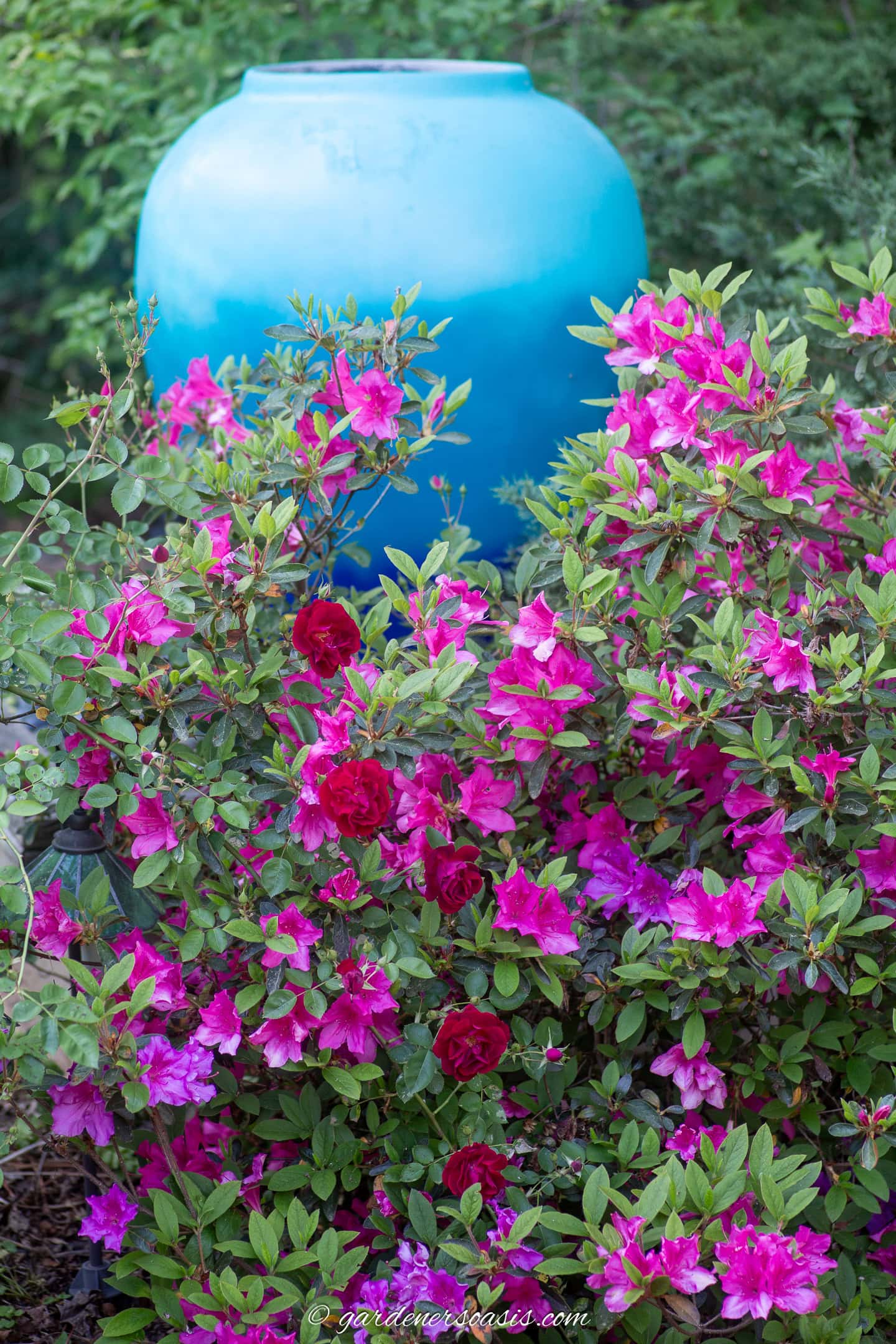 A pink azalea with a red landscape rose growing through it in front of a large blue urn