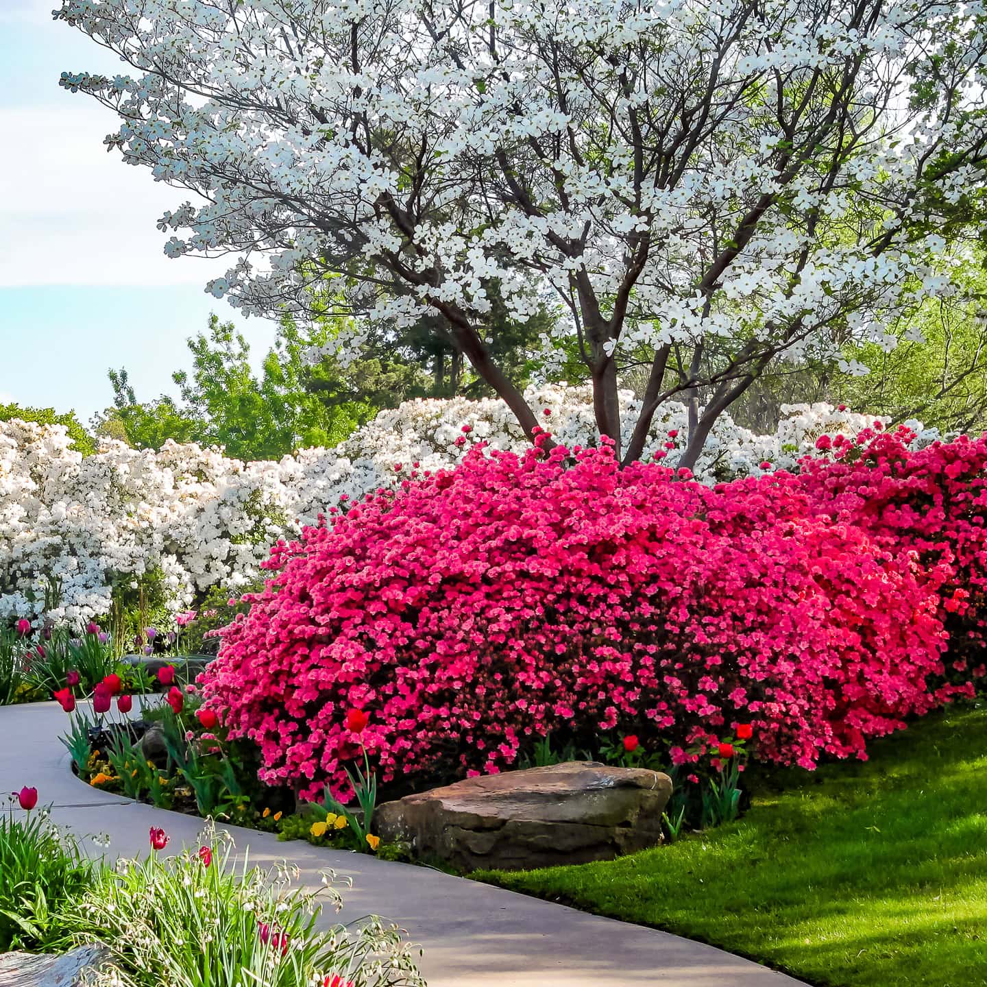 Curved path through banks of Azeleas and under dogwood trees with tulips