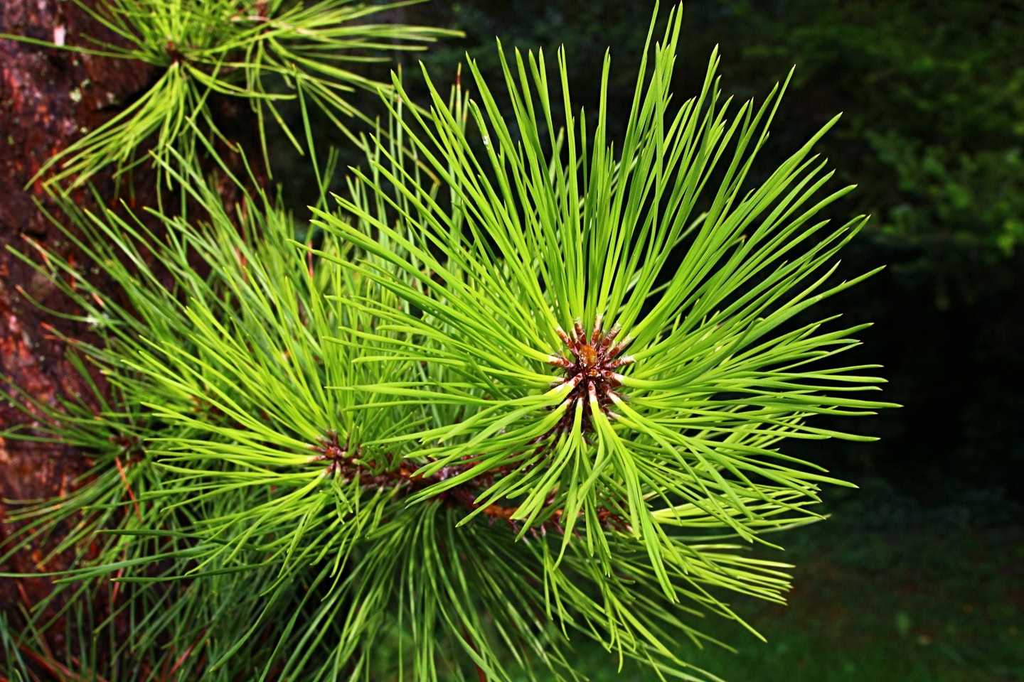 Close up of Northern pitch pine needles (Pinus rigida)