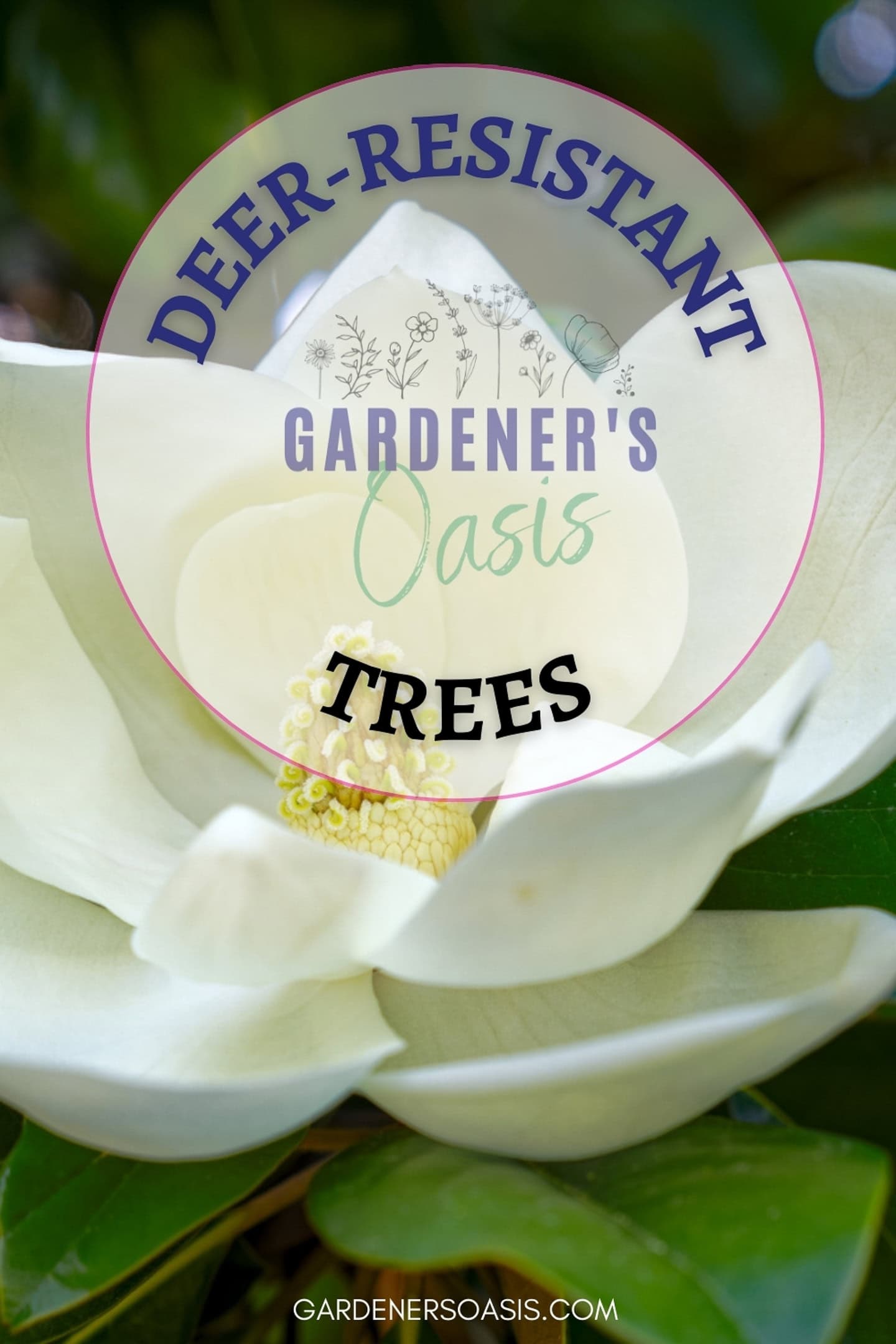 a close up of a magnolia flower with the text deer-resistant plants written in a circle over the top