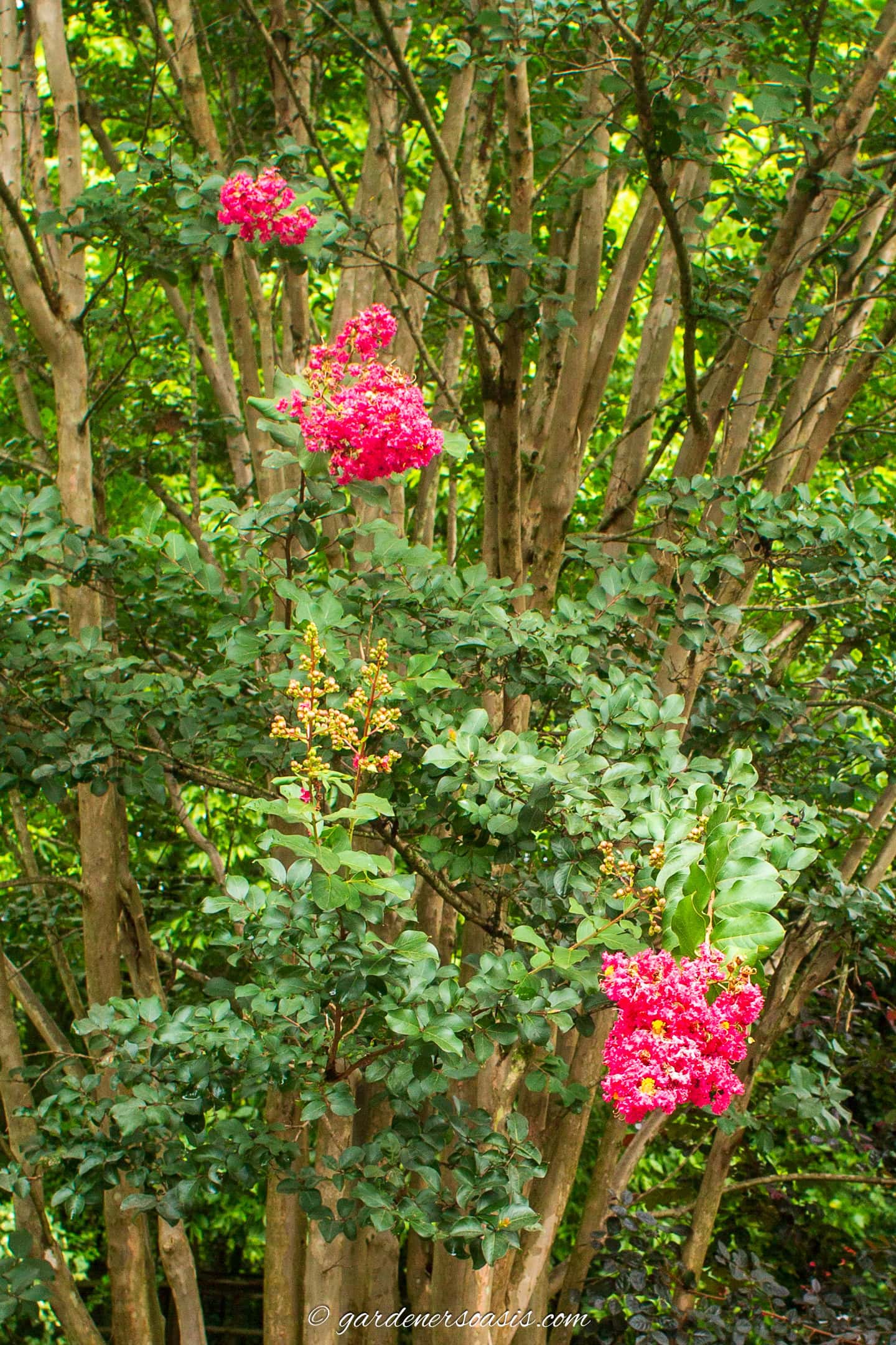 Bright pink crepe myrtle blooms