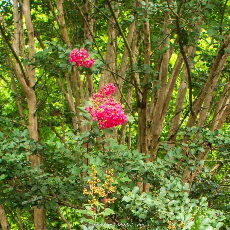 Close up of bright pink deer resistant crepe myrtle blooms