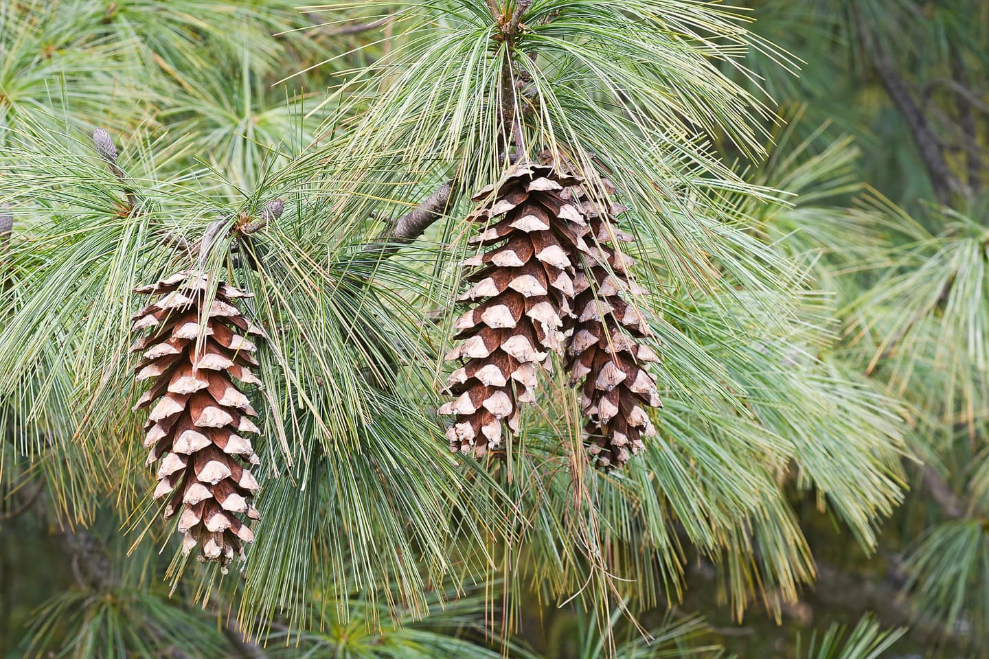 Vanderwolf's Pyramid limber pine (Pinus flexilis 'Vanderwolf's Pyramid')