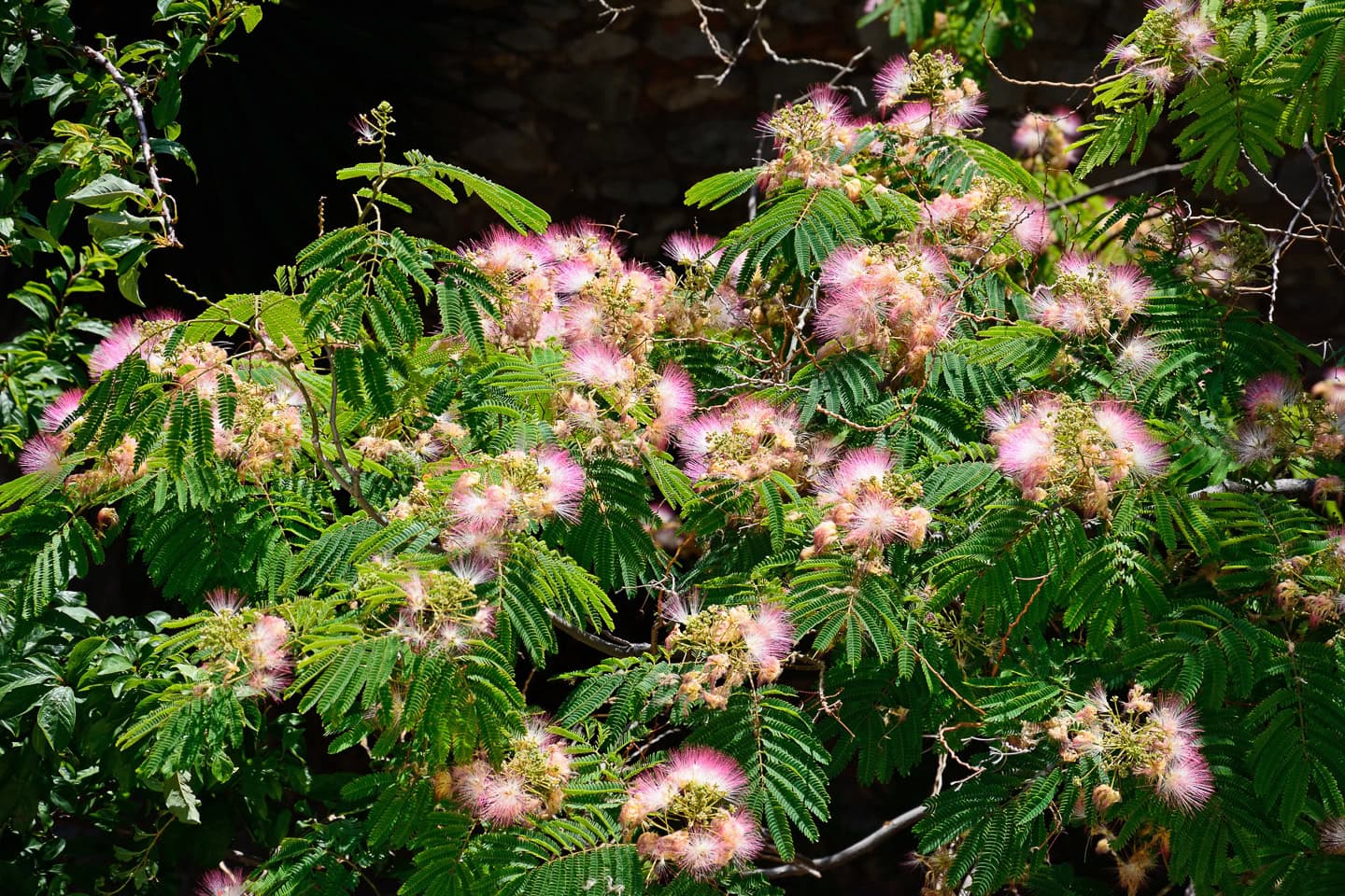 Mimosa or silk tree flowers