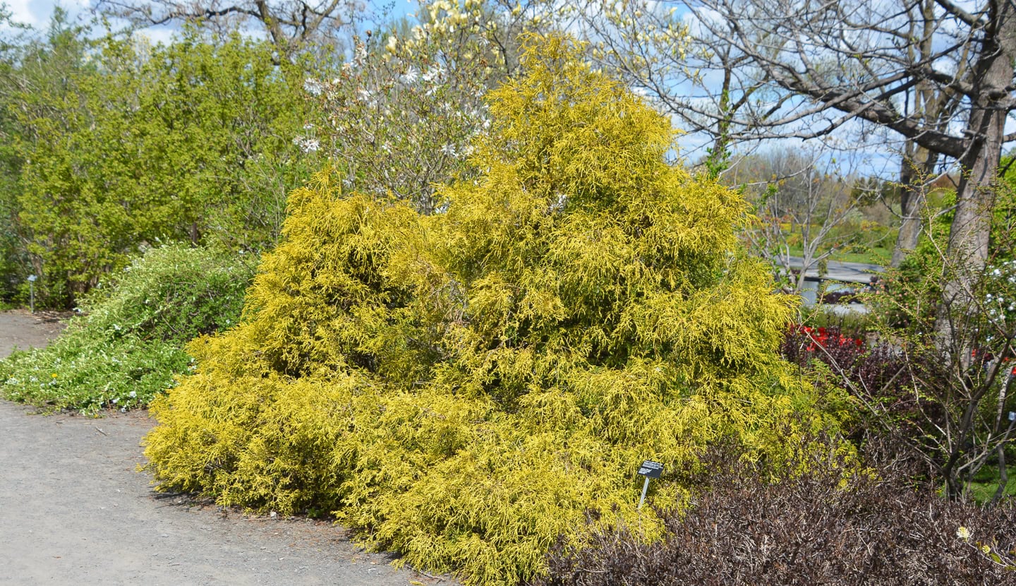 yellow false cypress
