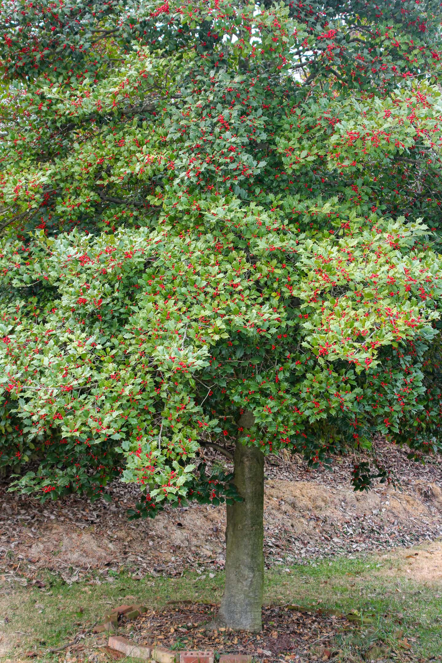 American holly tree with red berries