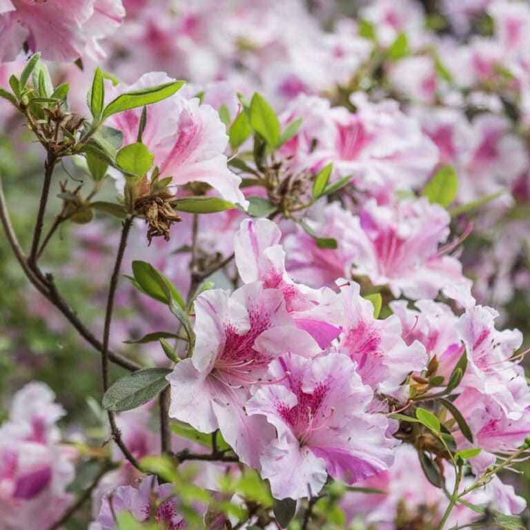 Encore Azaleas