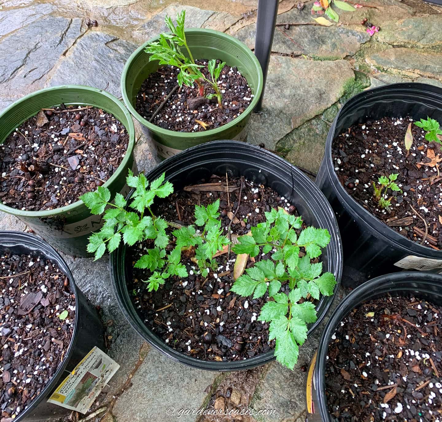 bare root astilbe and peonies growing in pots