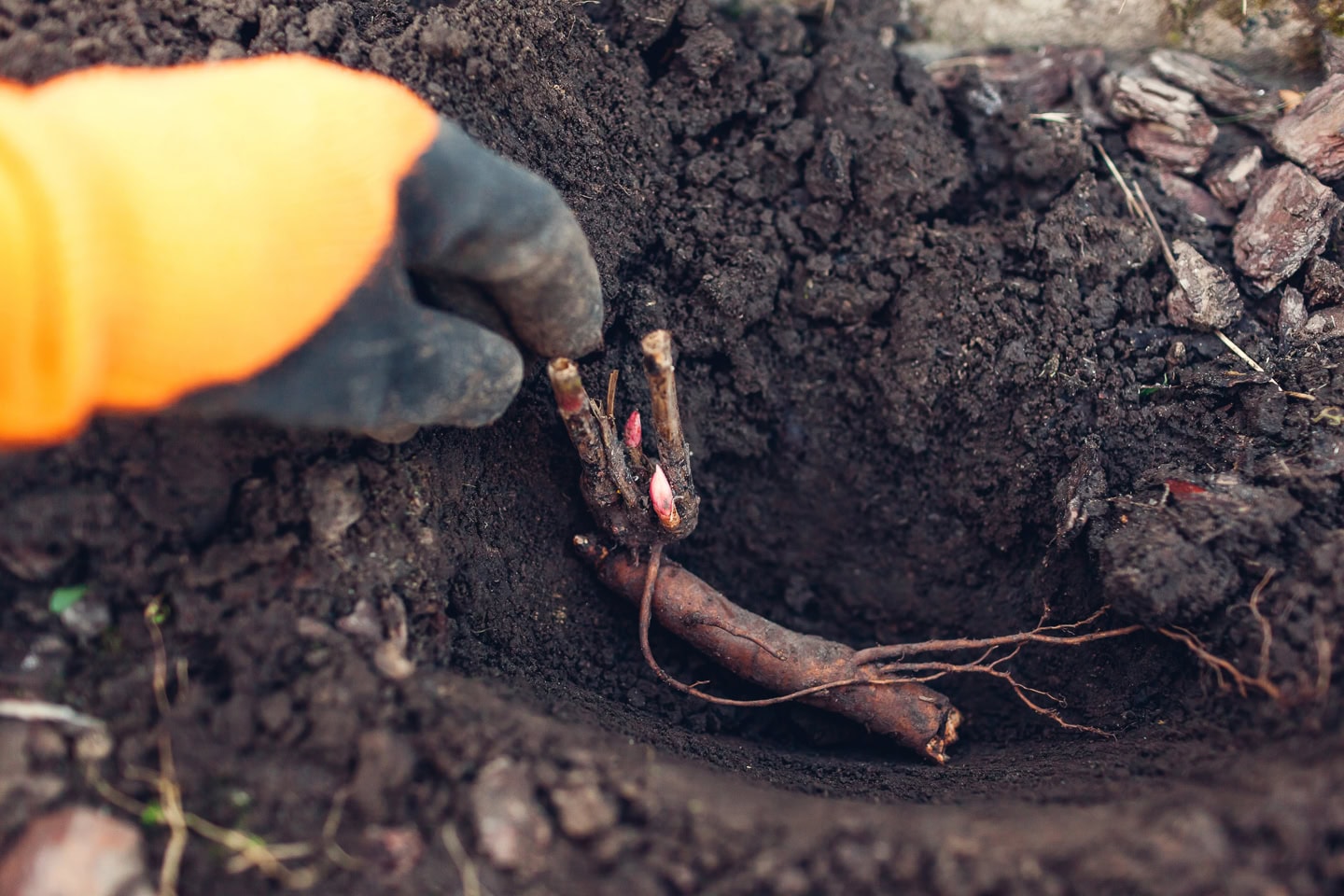 Gardener planting bare root peony tuber in soil