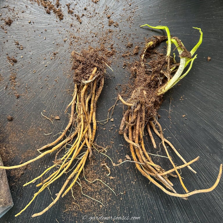 Two bare root plants - one with new growth and one without