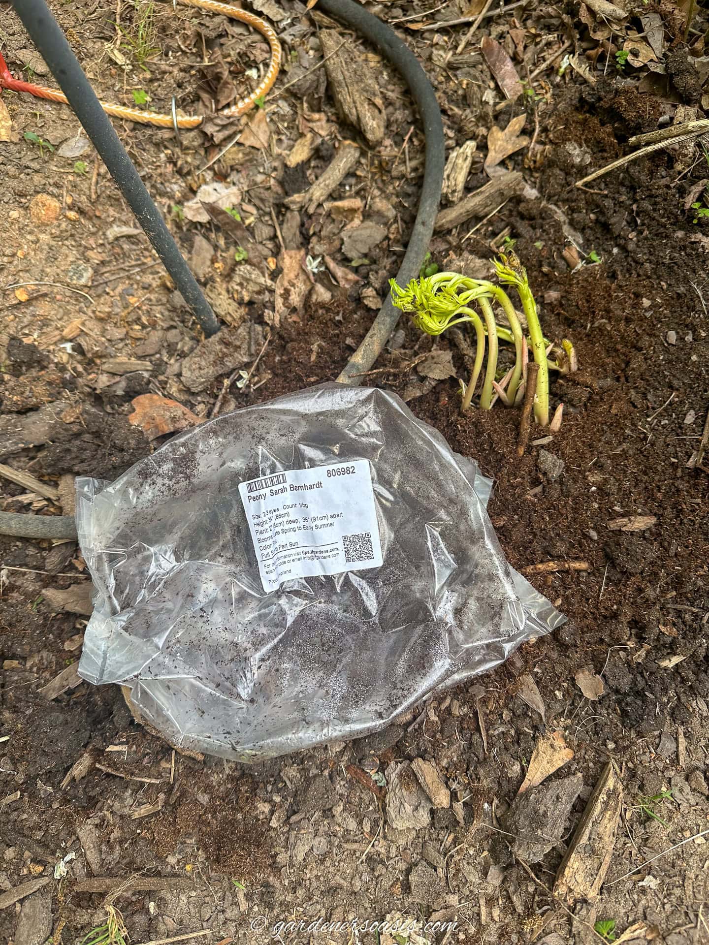 A picture of a peony package beside a bare root peony in the ground