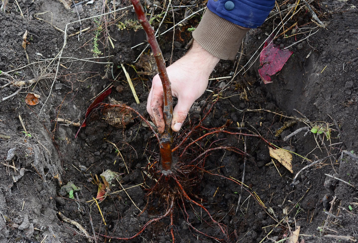 A bare root plant with the roots spread out in a hole