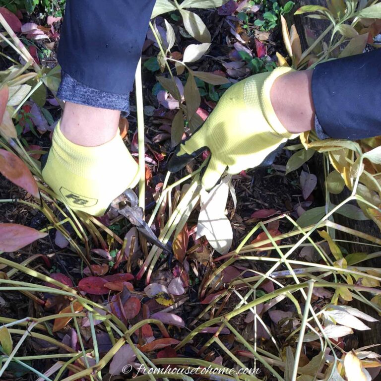 Fall Garden Cleanup Checklist: How To Winterize Your Garden