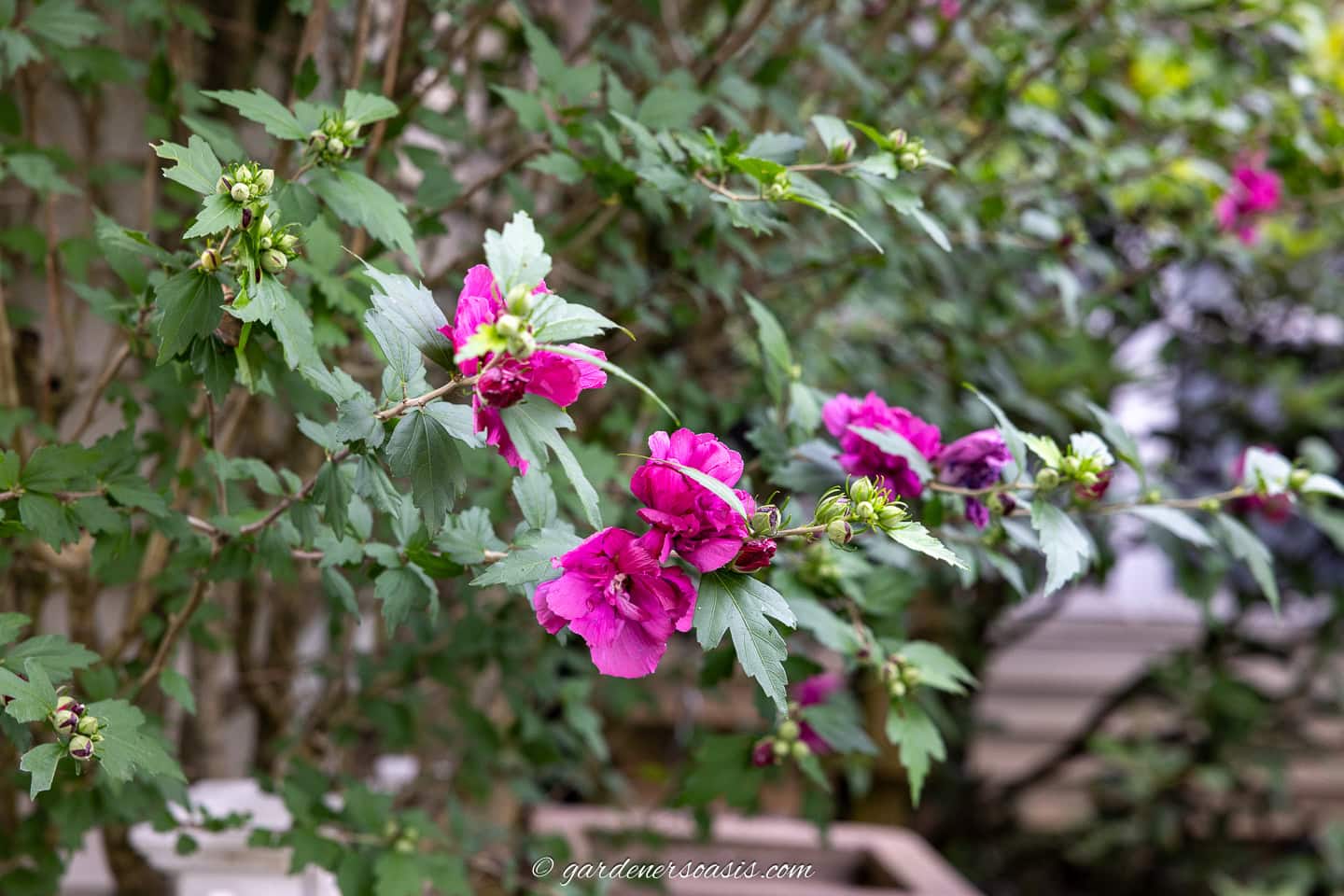 Branch with clusters of vibrant purple-pink flowers and green leaves, set against a blurred outdoor background.