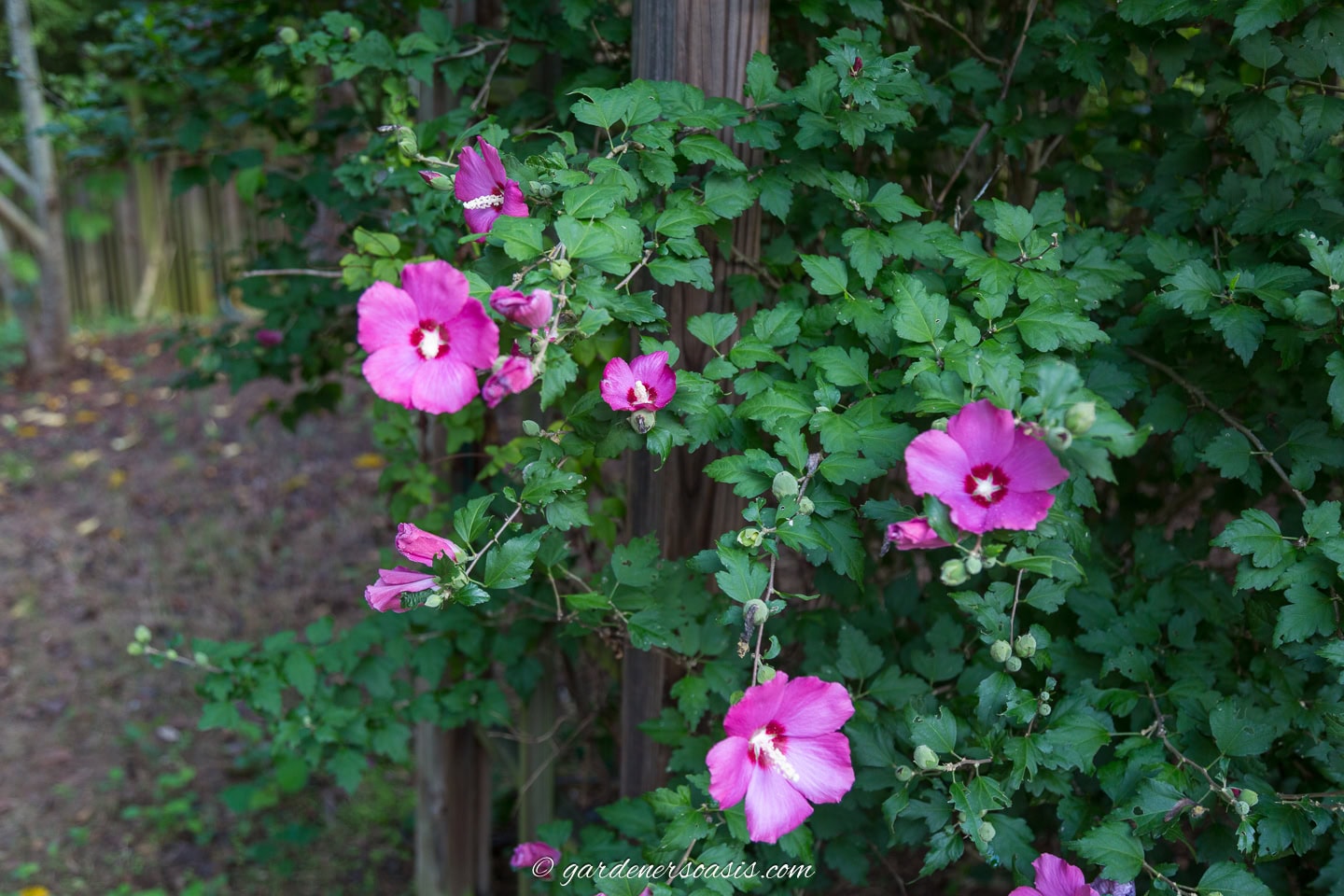 Several bright pink hibiscus flowers and buds are growing on a leafy green shrub next to a wooden post outdoors.