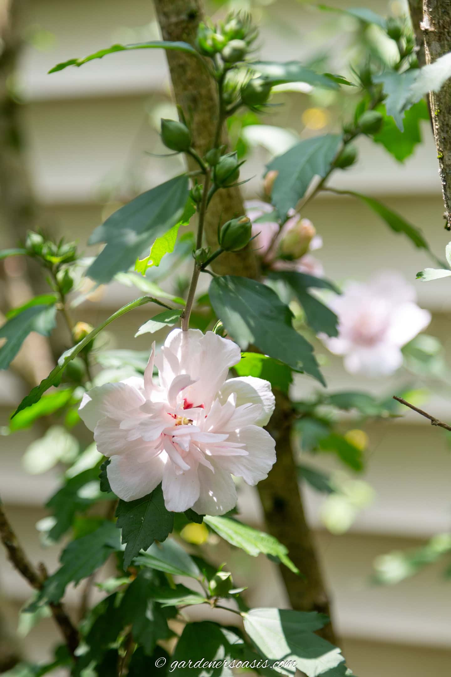 A pale pink double hibiscus flower with green leaves and buds, growing on a branch in sunlight, with a blurred background.