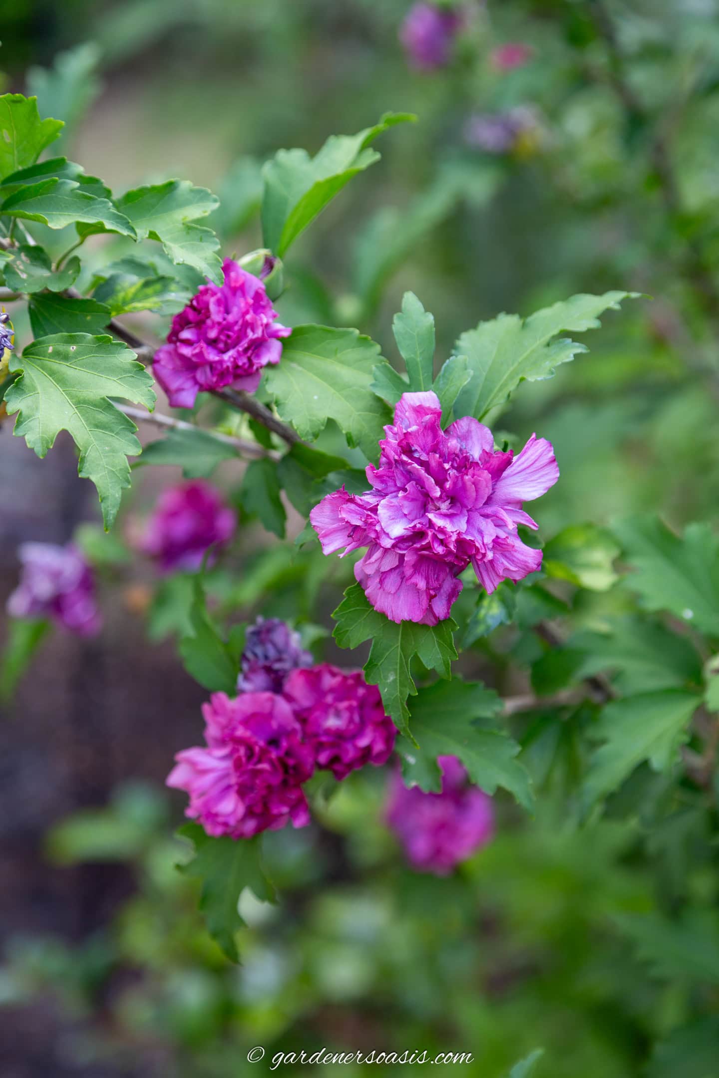 Rose of sharon 'magenta chiffon'